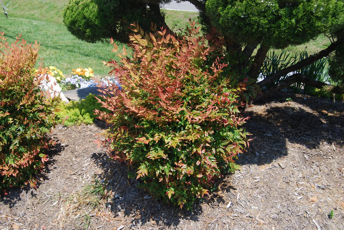 Bambus sfant " Gulf Stream" / Nandina domestica "Gulf Stream"/ - Gradina Noastra