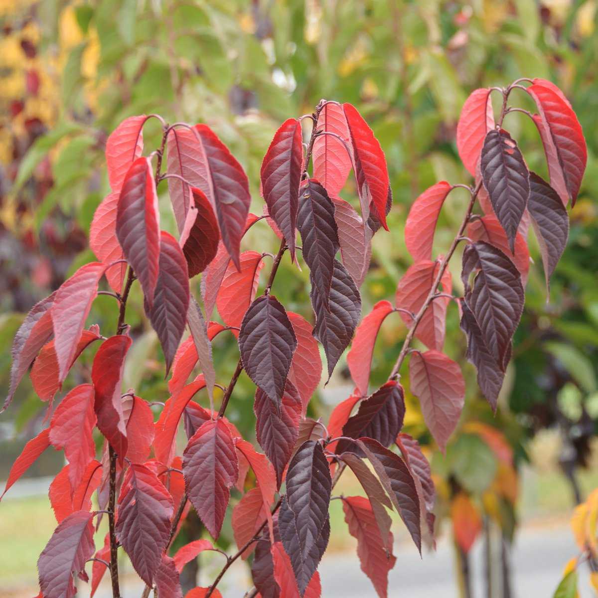 Cires japonez "Royal Burgundy" / Prunus serrulata "Royal Burgundy" / - Gradina Noastra