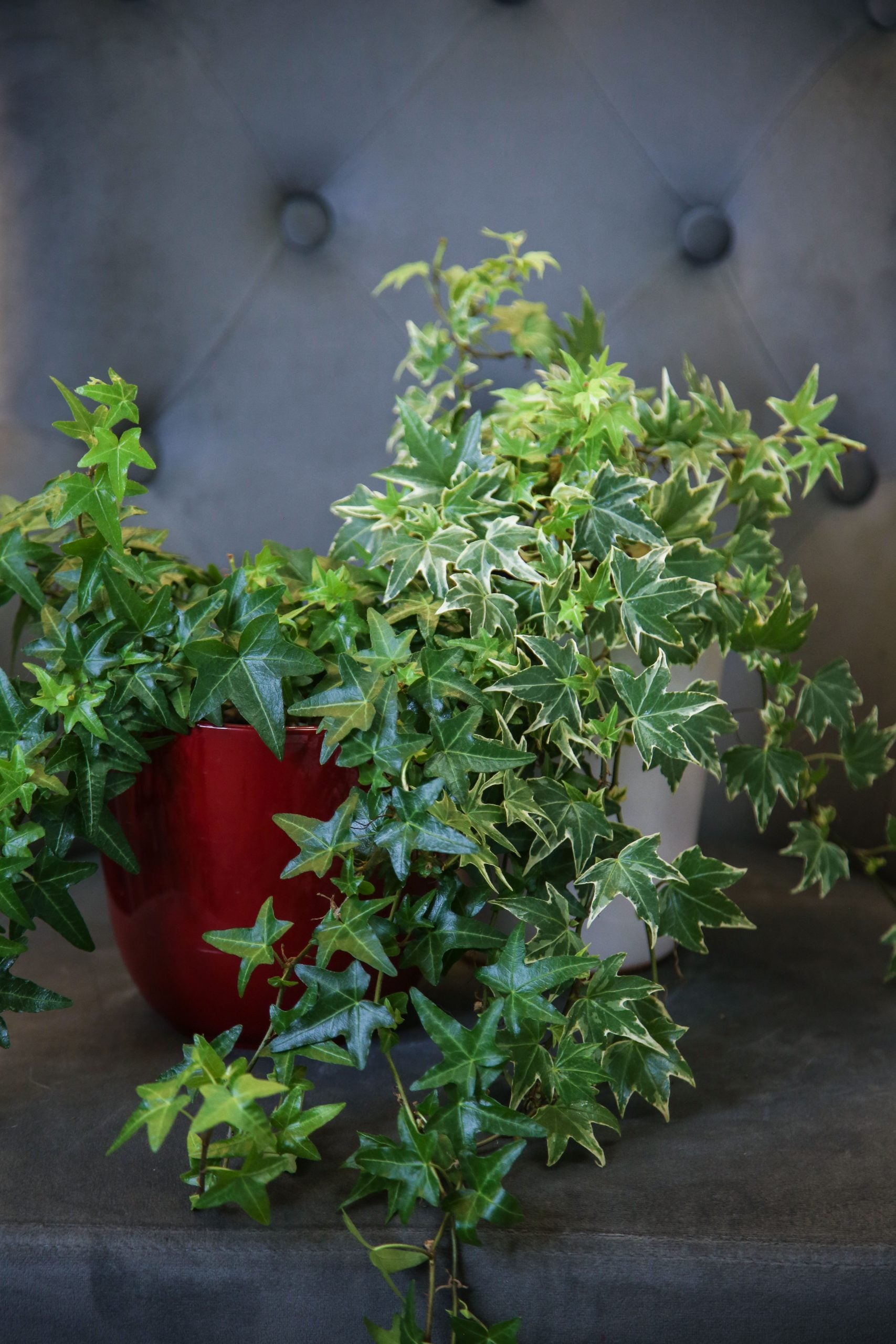 Iedera 0.50 m / Hedera helix mix / by gradina-noastra