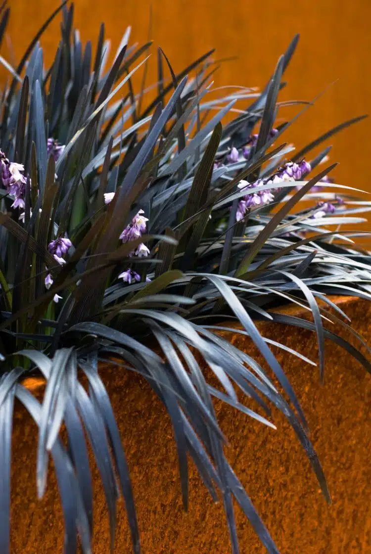 Ophiopogon planiscapus &