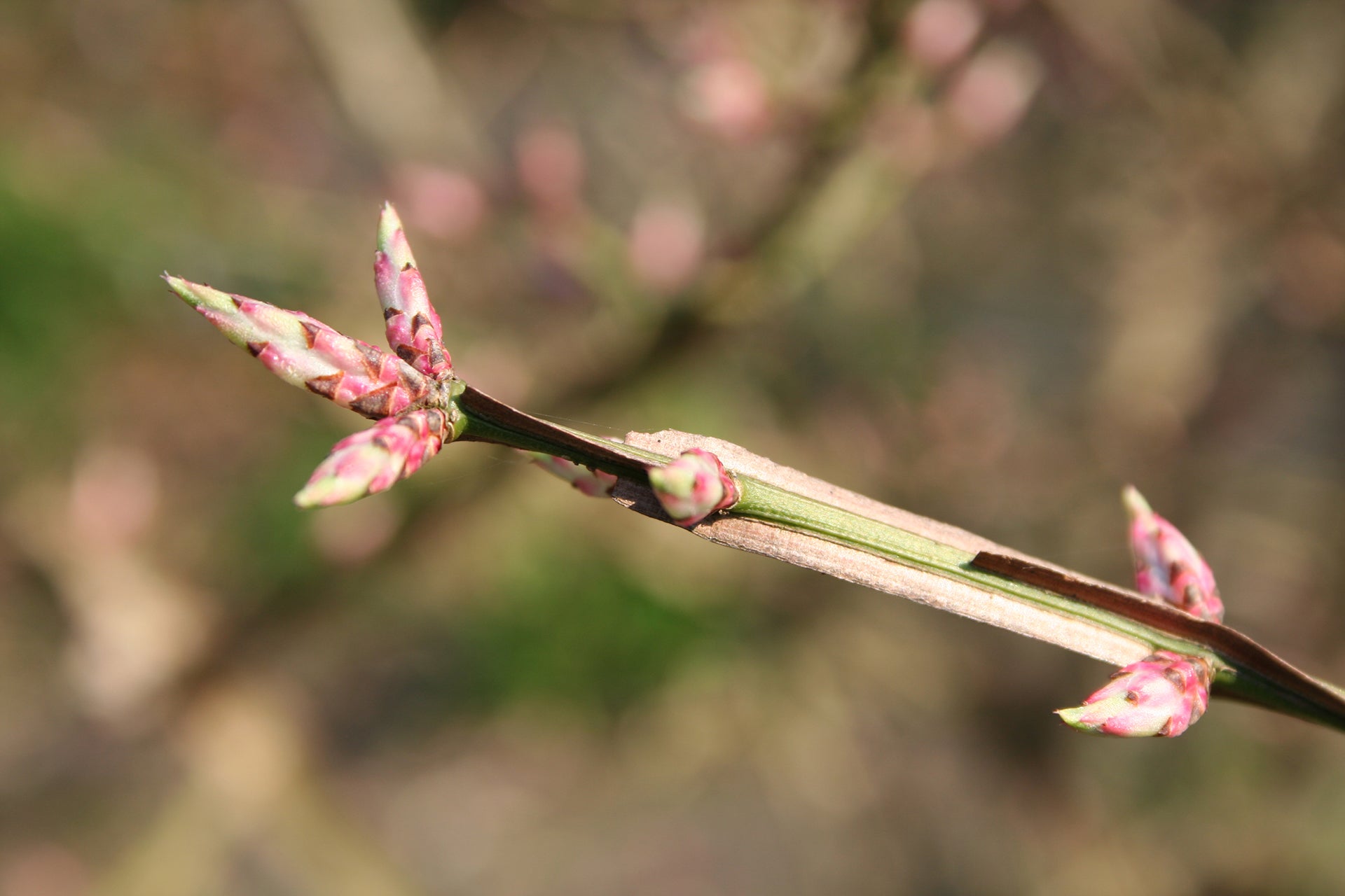 Euonymus alatus "Compactus" multitulpinal / Euonymus alatus "Compactus" /