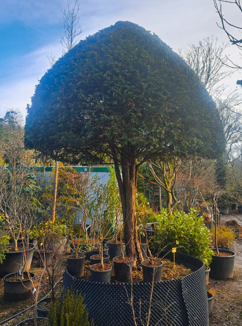 Tisa pomisor / Taxus baccata /