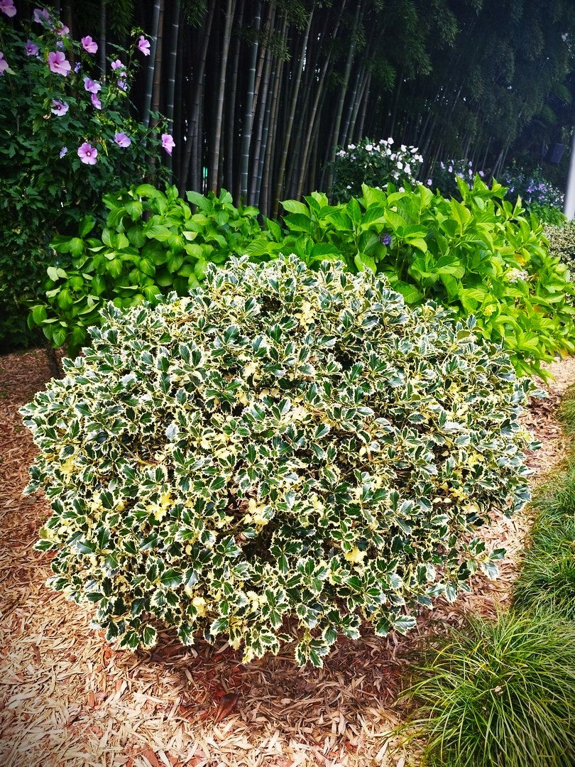 Laur sfant „Argenteomarginata” minge / Ilex aquifolium "Argenteomarginata"/