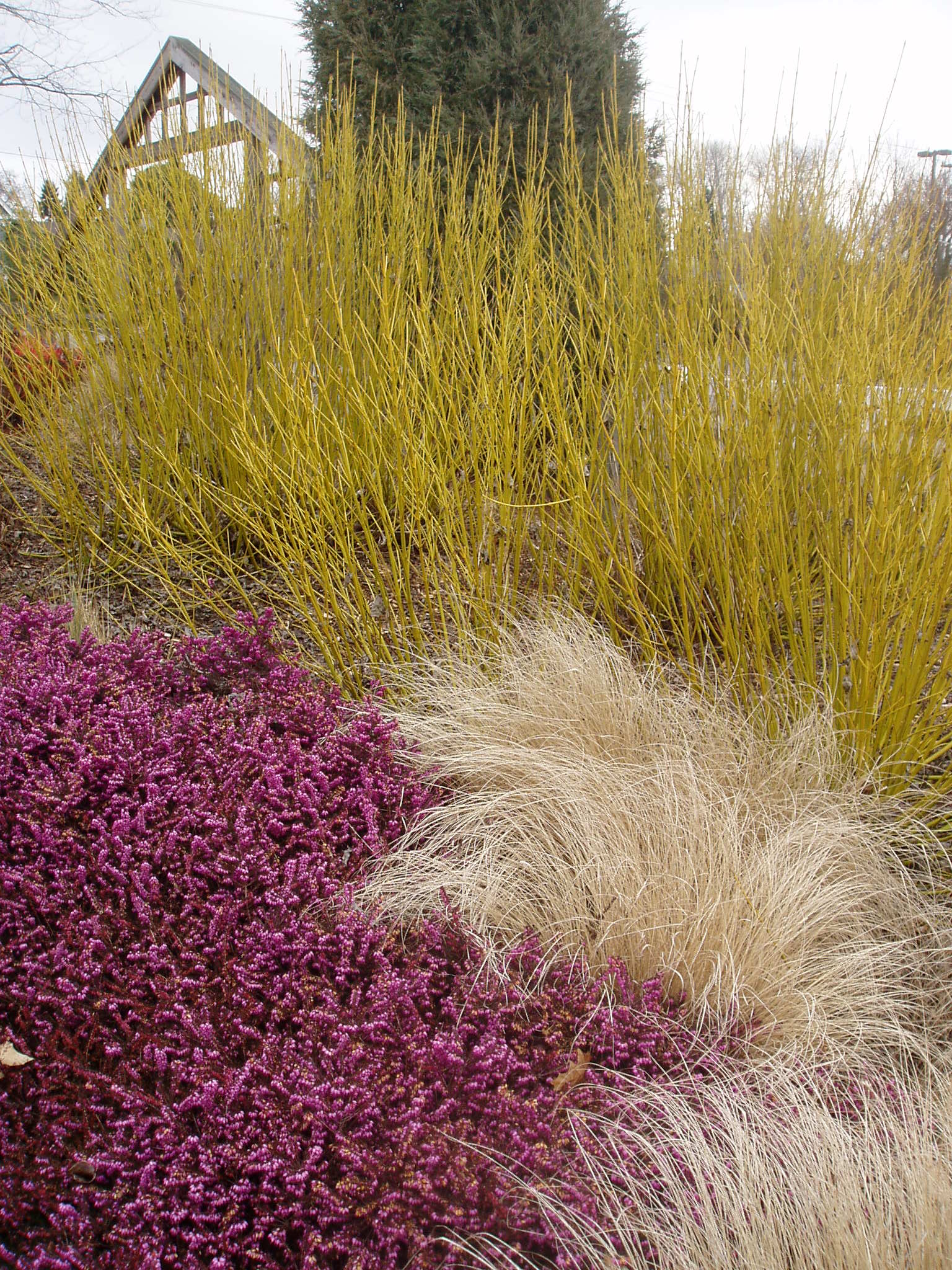 Corn „Flaviramea" / Cornus stolonifera „Flaviramea"/