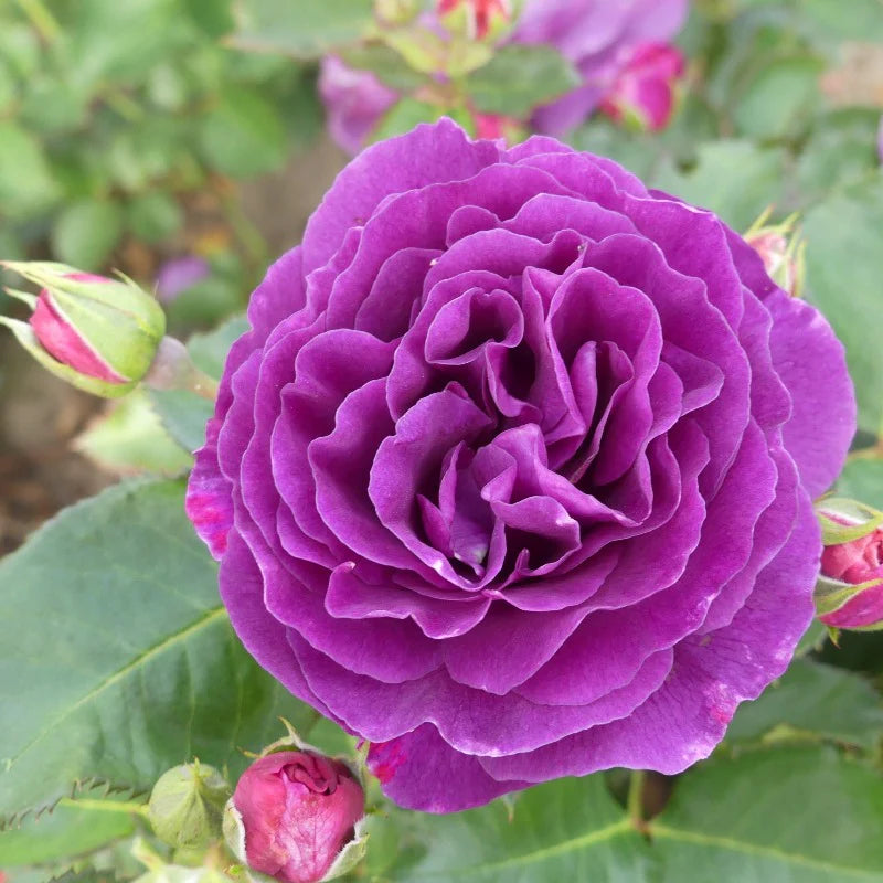 Trandafir pe picior "Minerva" 1.20 - 1.30 m (Rosa "Minerva") by Gradina Noastra