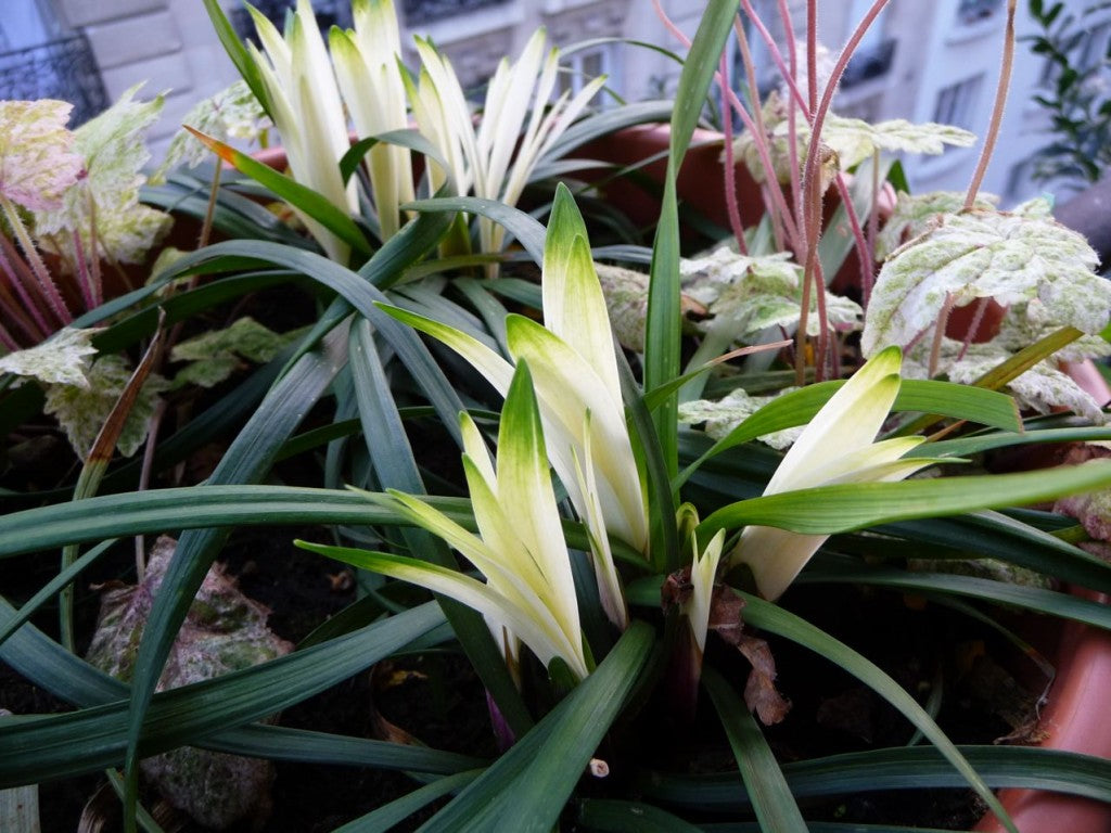 Liriope muscari "Okina" by gradina-noastra