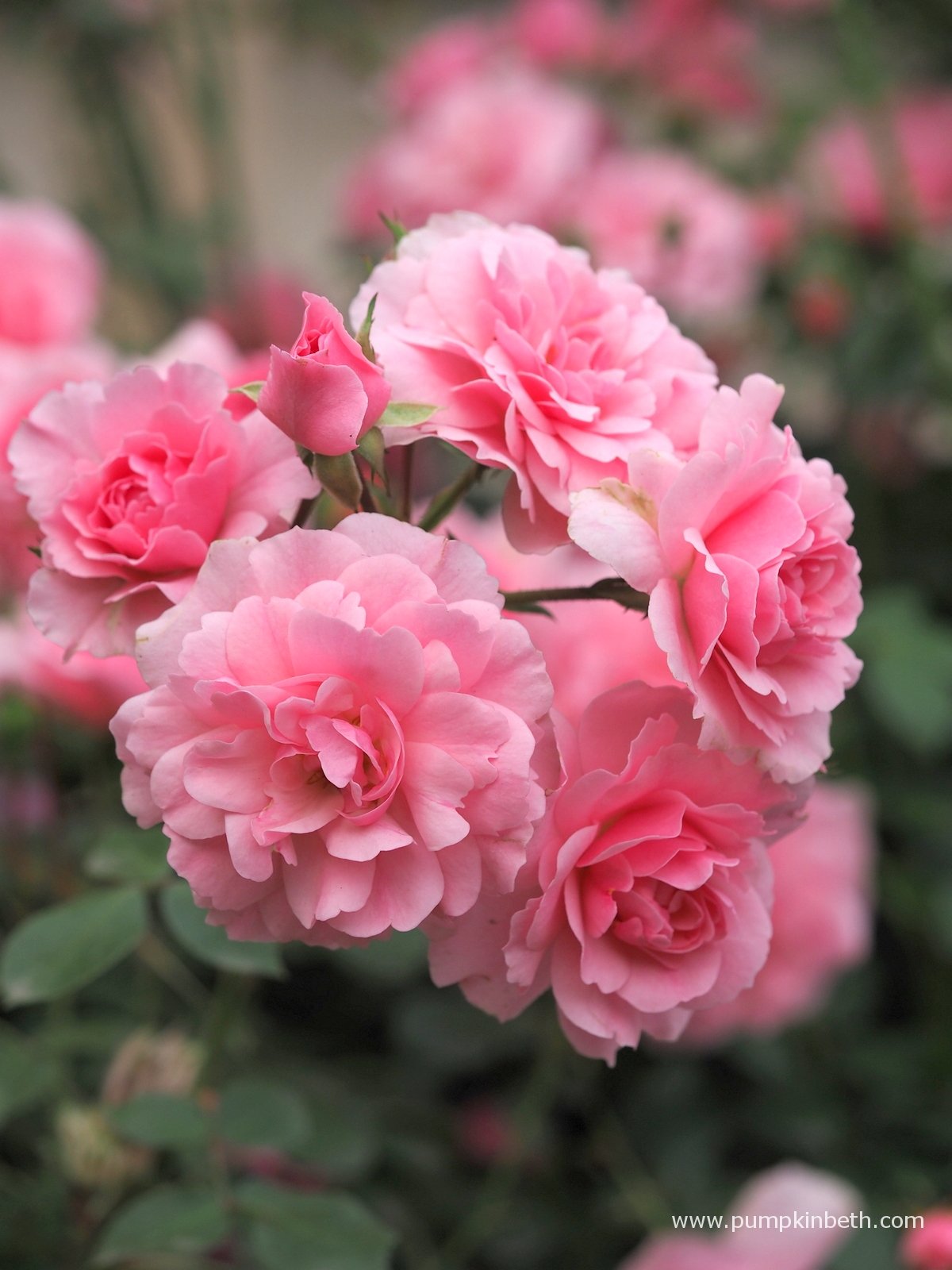 Trandafir pe picior "Bonica" 1.20 - 1.30 m (Rosa "Bonica") by Gradina Noastra