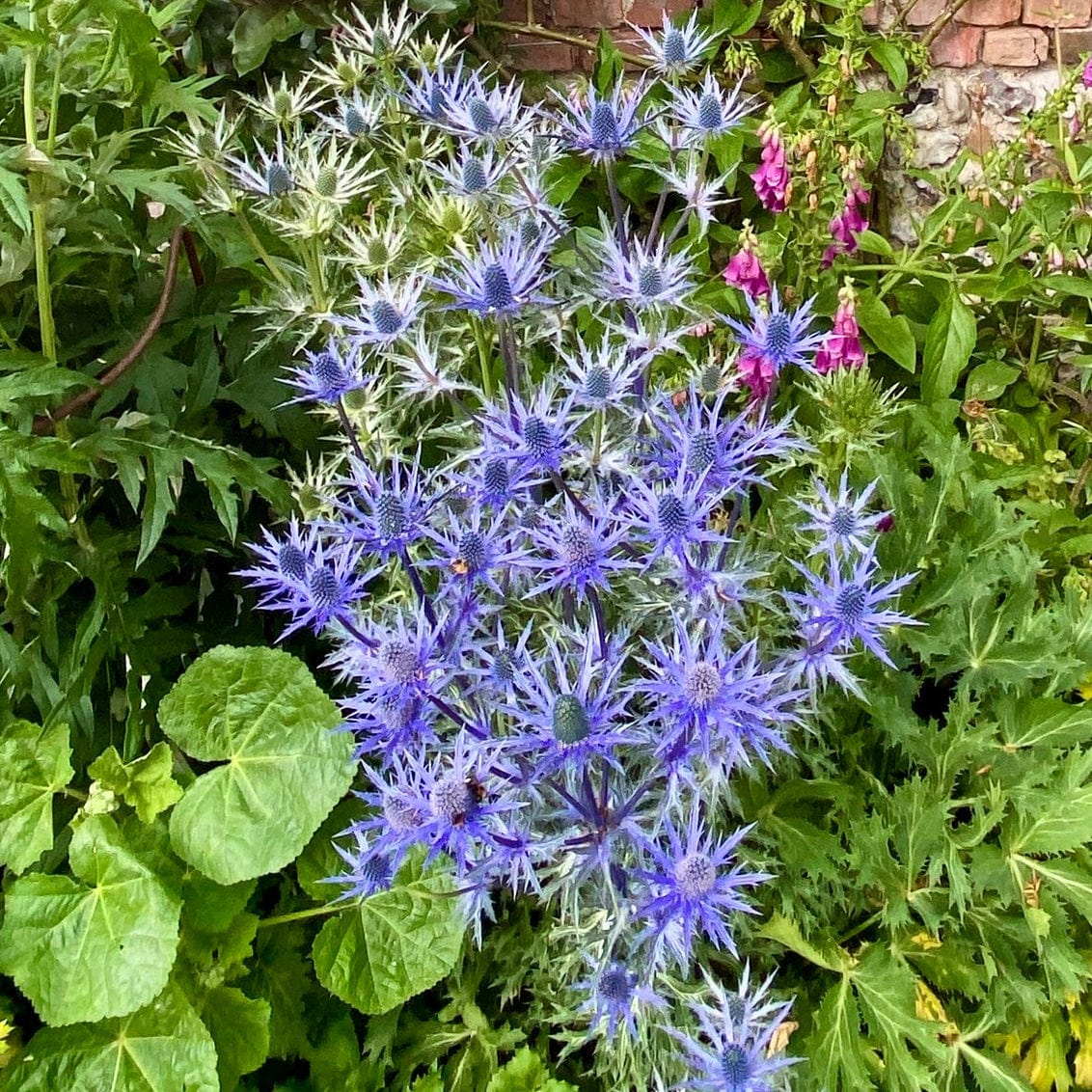 Eryngium "Big Blue" - Gradina Noastra