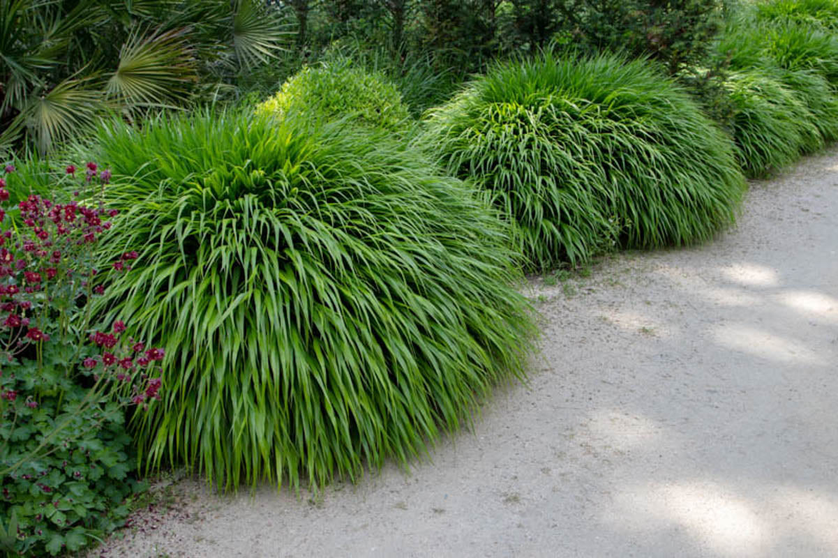 Hakonechloa macra / Hakonechloa macra / - Gradina Noastra