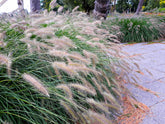 Pennisetum alopecuroides "Hameln" by gradina-noastra