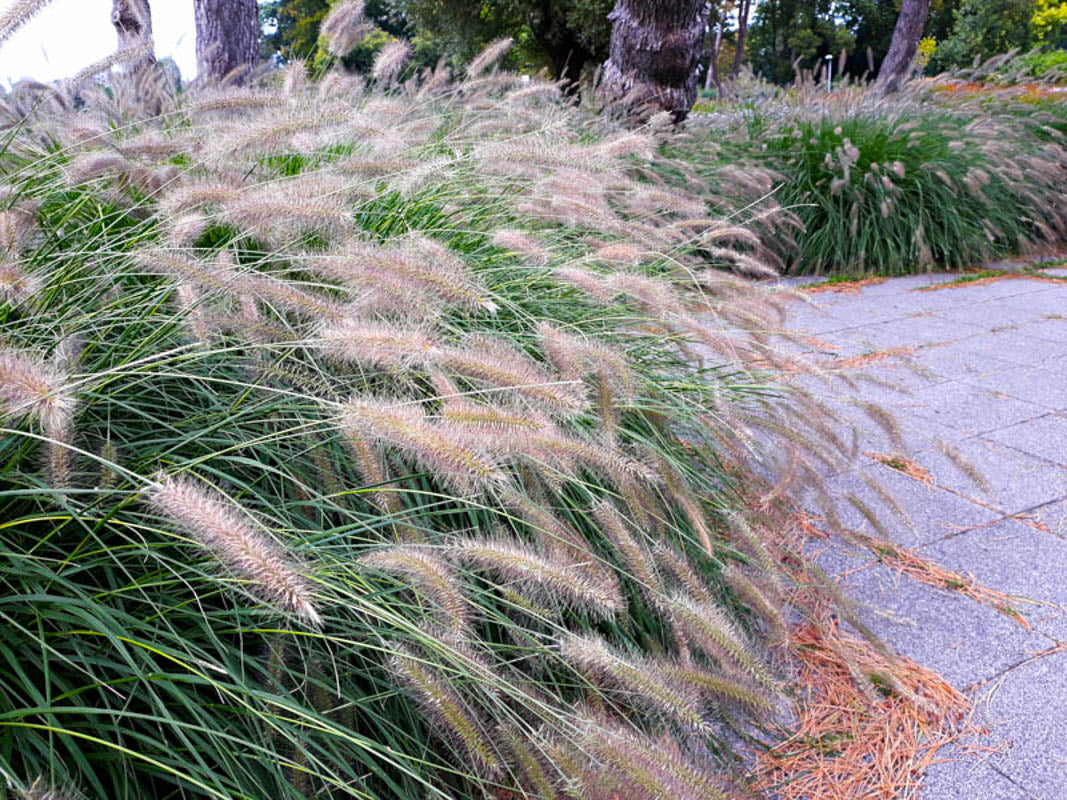 Pennisetum alopecuroides "Hameln" by gradina-noastra