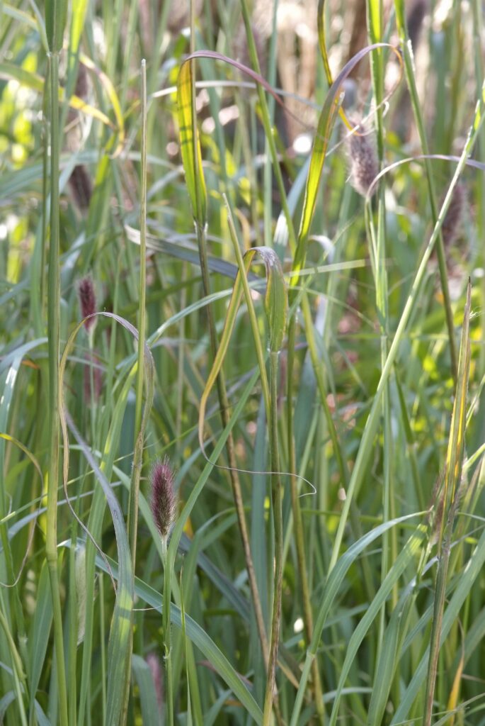 Pennisetum alopecuroides "Red Bunny Tales" / Pennisetum alopecuroides "Red Bunny Tales"/