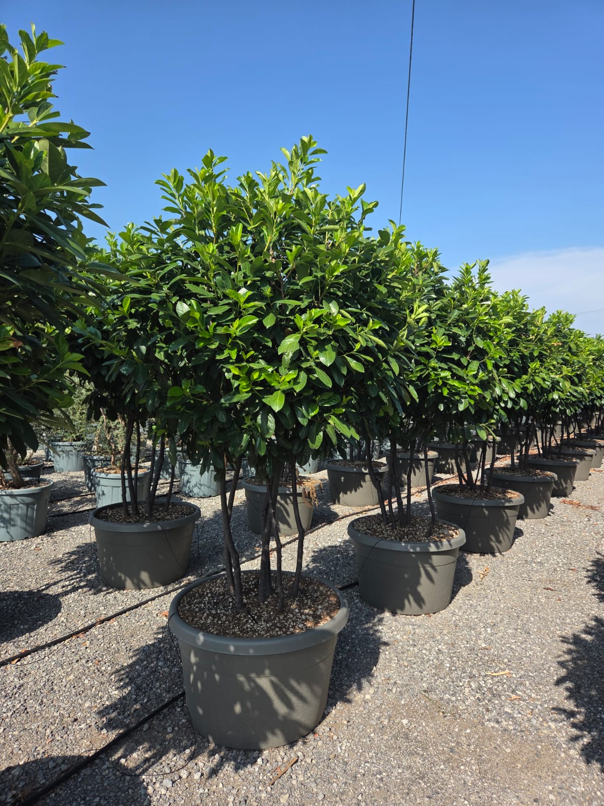Laur englezesc "Novita" multitulpinal / Prunus laurocerasus" Novita"/