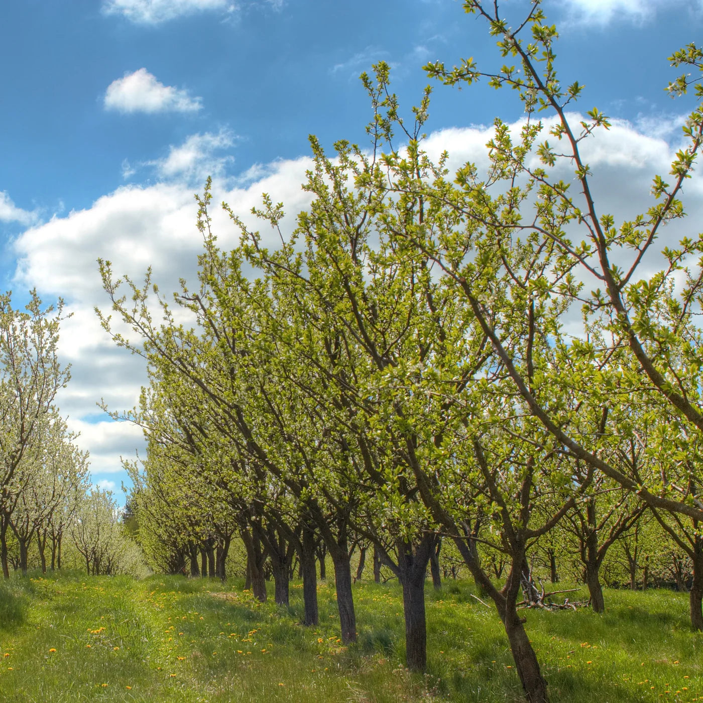 Prun "Stanley" / Prunus domestica "Stanley"/
