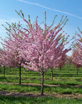 Piersic "Redhaven" 1.80 - 2.30 m / Prunus persica „Redhaven” / by gradina-noastra