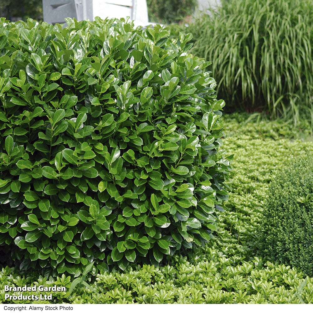 Laur englezesc "Novita" tufa / Prunus laurocerasus" Novita"/