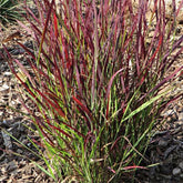 Panicum virgatum "Hot Rod" 0.20 - 0.30 m by gradina-noastra
