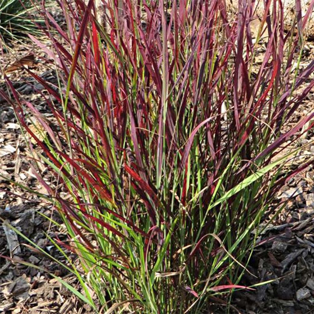 Panicum virgatum "Hot Rod" 0.20 - 0.30 m by gradina-noastra