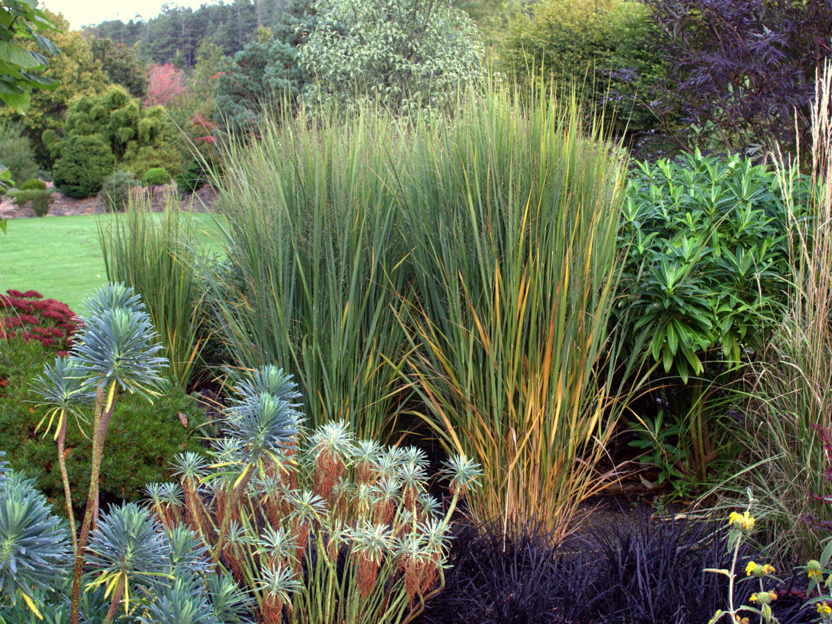 Panicum virgatum "North Wind" - Gradina Noastra