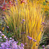 Panicum virgatum "North Wind" 0.20 - 0.30 m by gradina-noastra