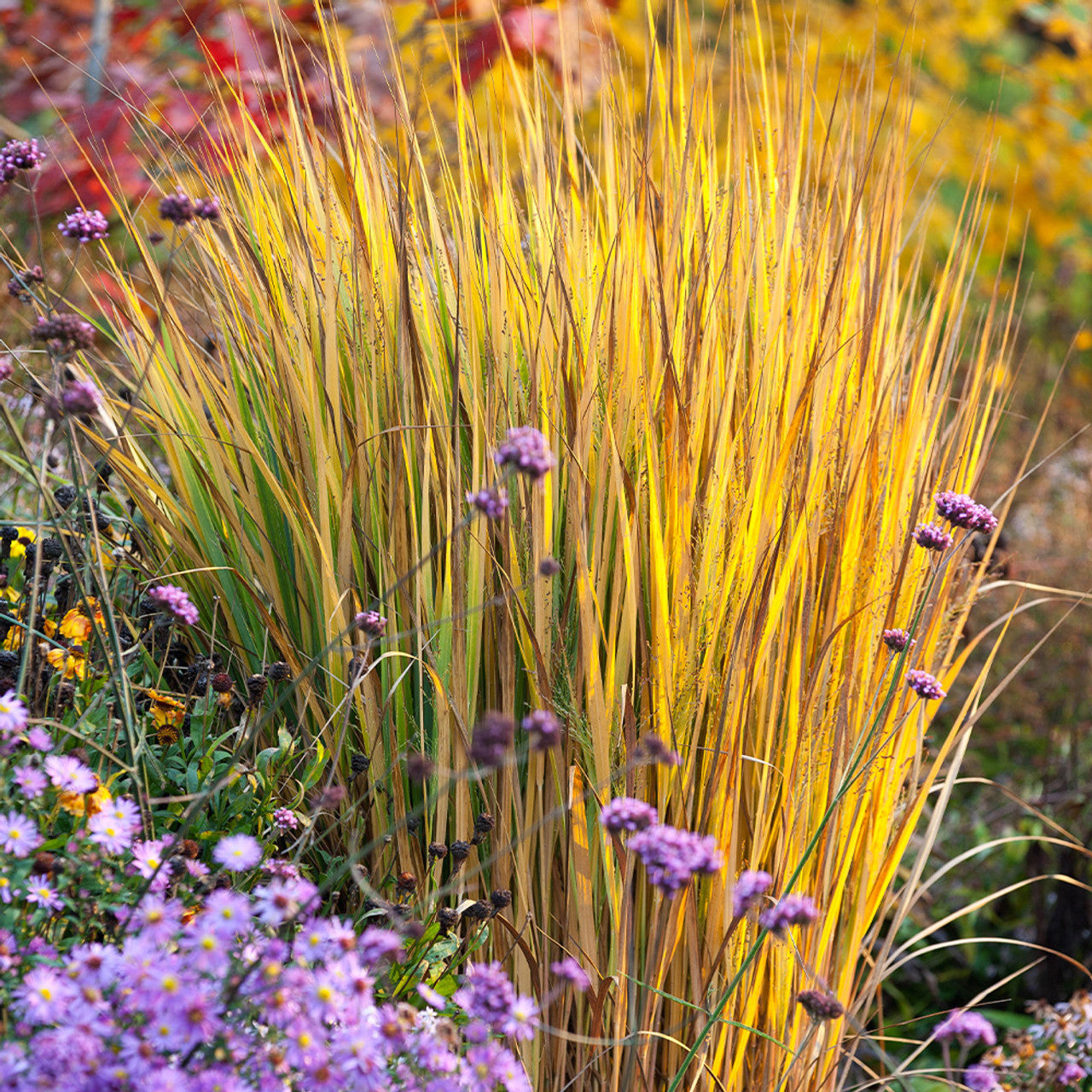 Panicum virgatum "North Wind" 0.20 - 0.30 m by gradina-noastra