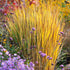 Panicum virgatum "North Wind" 0.20 - 0.30 m by gradina-noastra