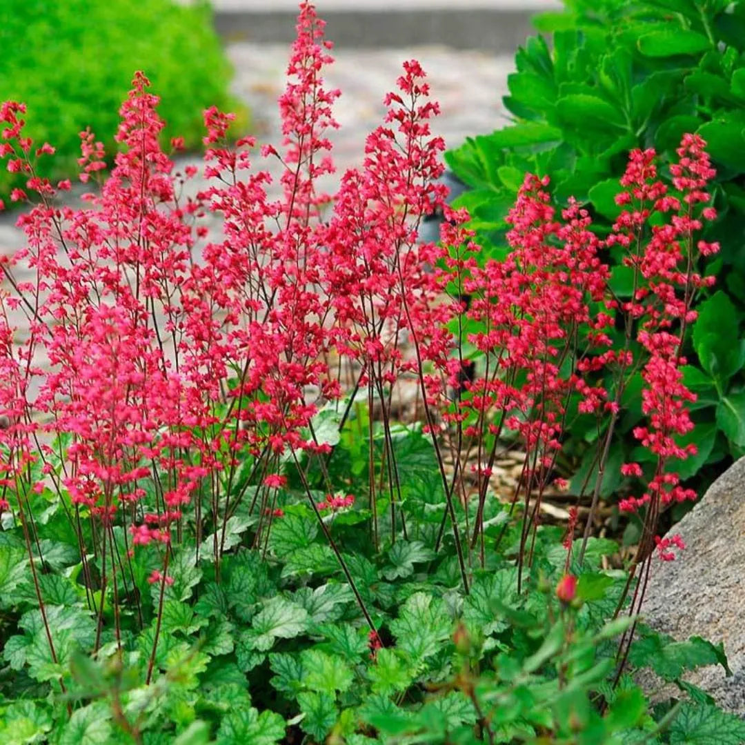 Heuchera "Paris" 0.10 - 0.20 m by gradina-noastra
