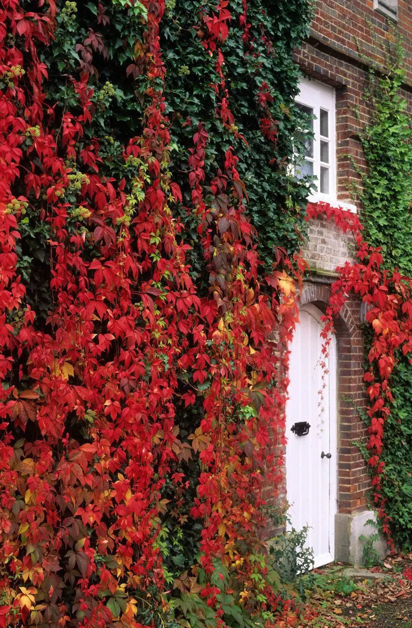 Viță de Canada 0.50 m / Parthenocissus mix / by gradina-noastra
