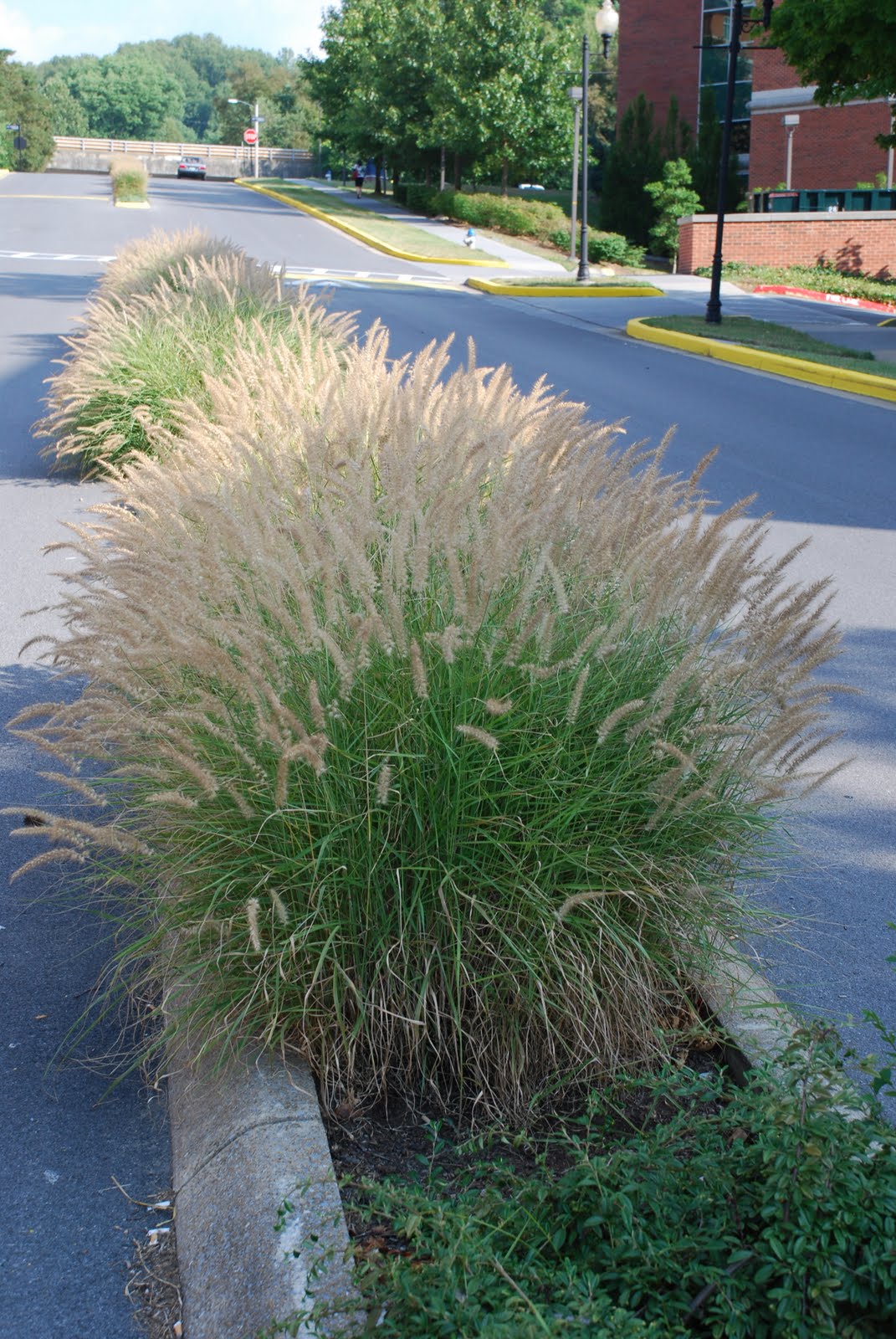 Pennisetum orientale "Karley Rose" by gradina-noastra
