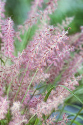 Pennisetum orientale "Karley Rose" by gradina-noastra
