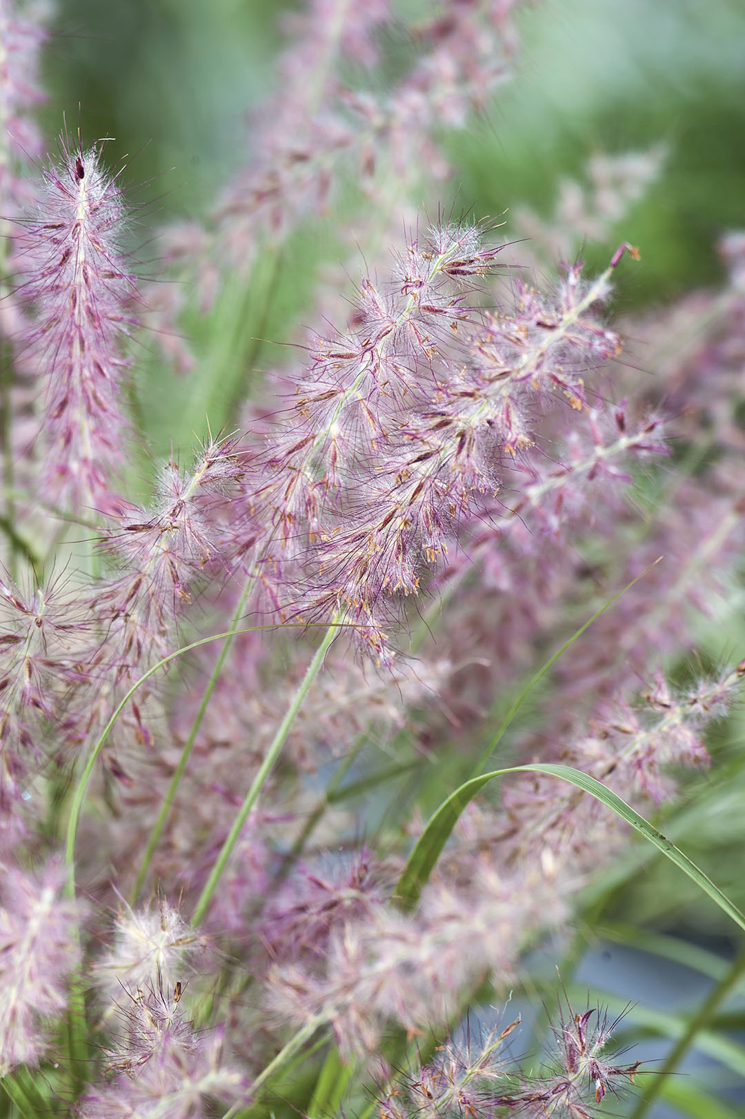 Pennisetum orientale "Karley Rose" by gradina-noastra