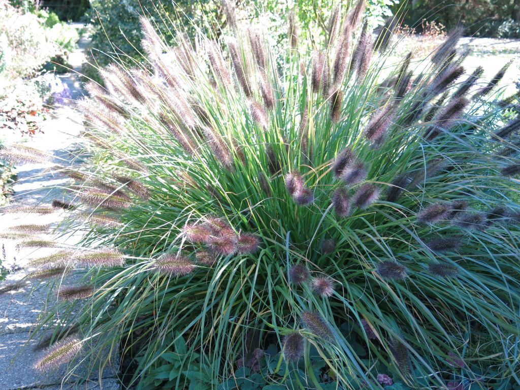 Pennisetum alopecuroides "Moudry" - Gradina Noastra