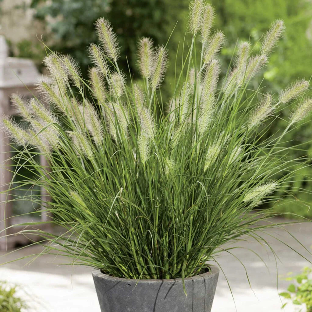 Pennisetum alopecuroides "Little Bunny"