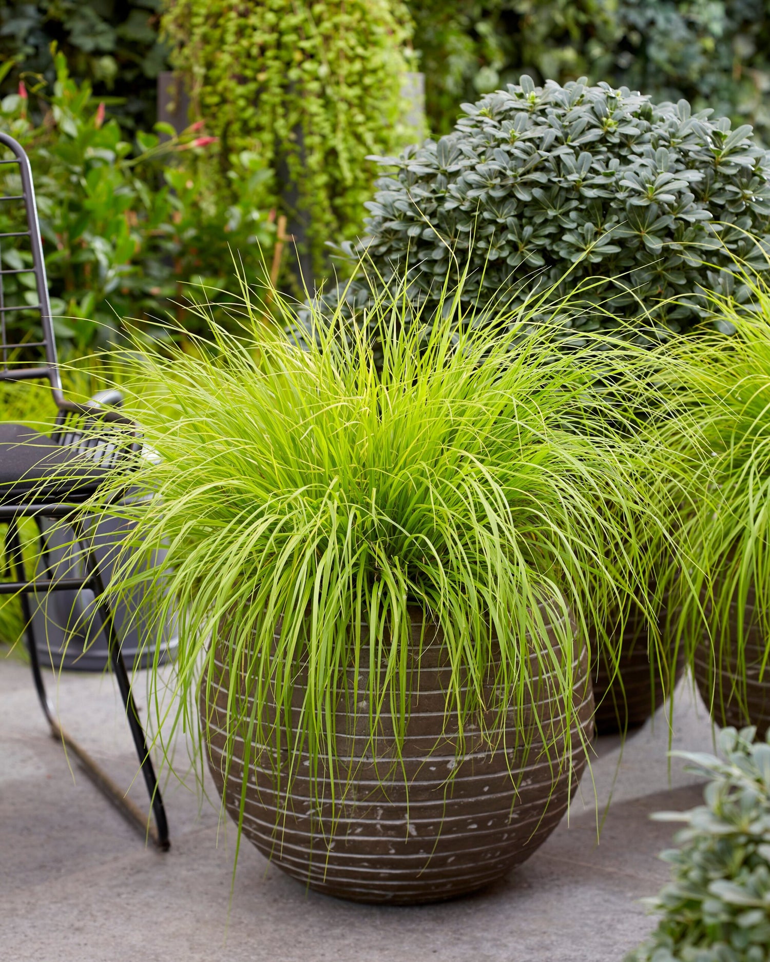 Pennisetum alopecuroides "JS Jommenik" 0.10 - 0.20 m by gradina-noastra
