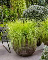 Pennisetum alopecuroides "JS Jommenik" 0.10 - 0.20 m by gradina-noastra