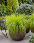 Pennisetum alopecuroides "JS Jommenik" 0.10 - 0.20 m by gradina-noastra