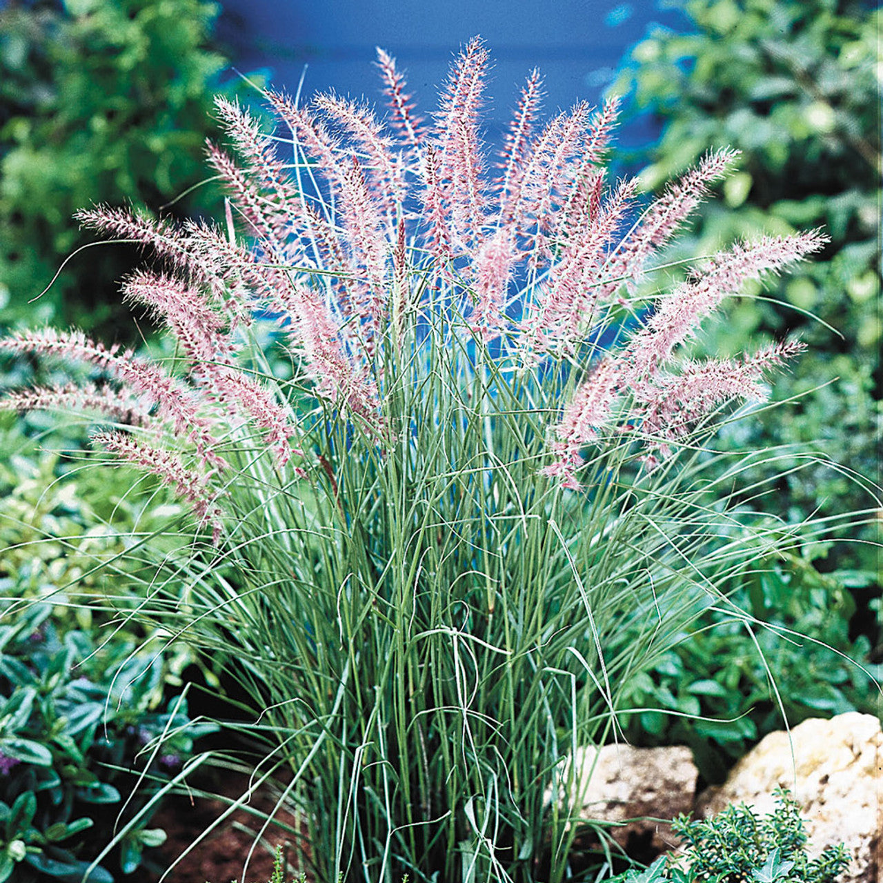 Pennisetum orientale "Karley Rose" by gradina-noastra