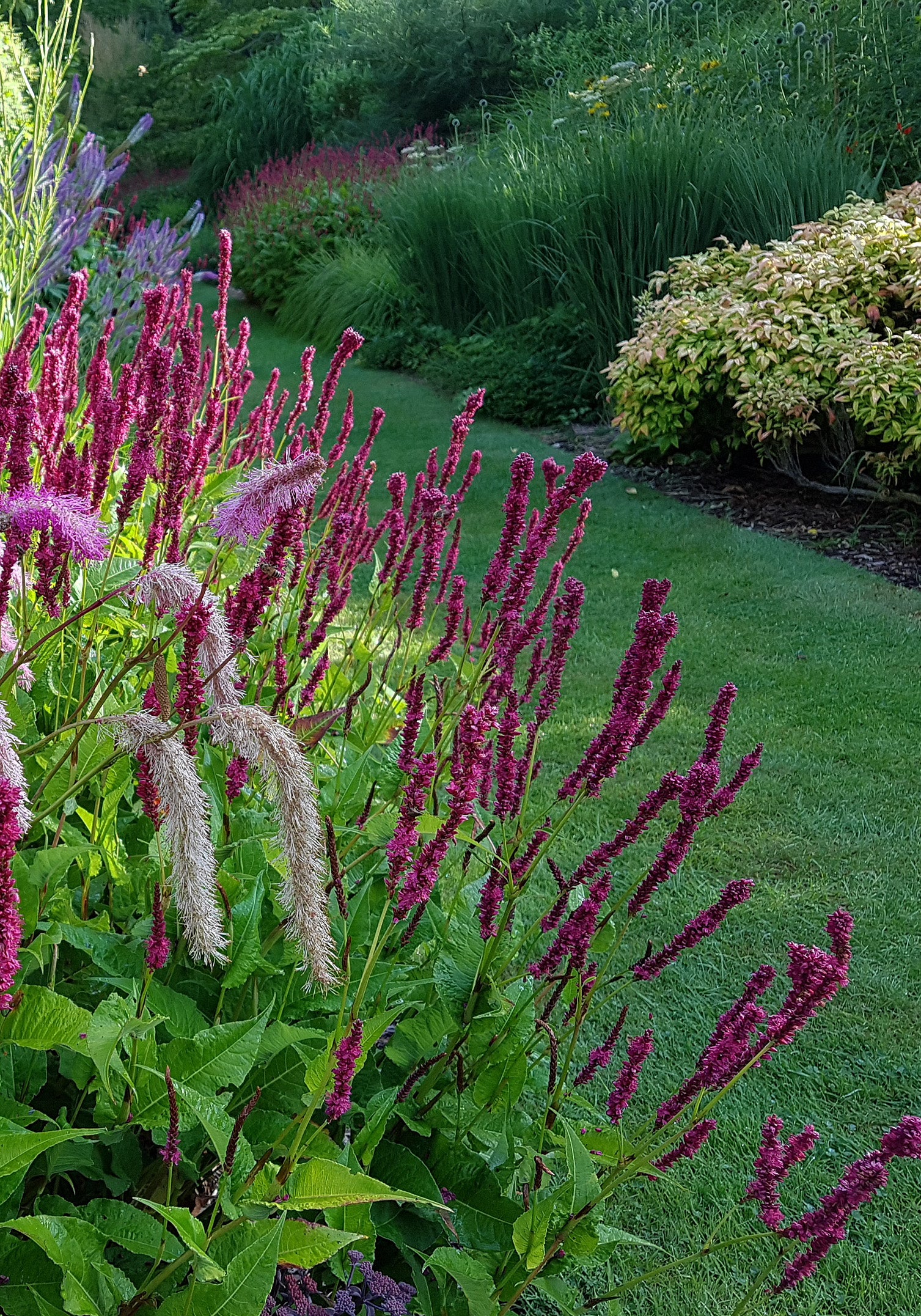 Persicaria amplexicaulis &
