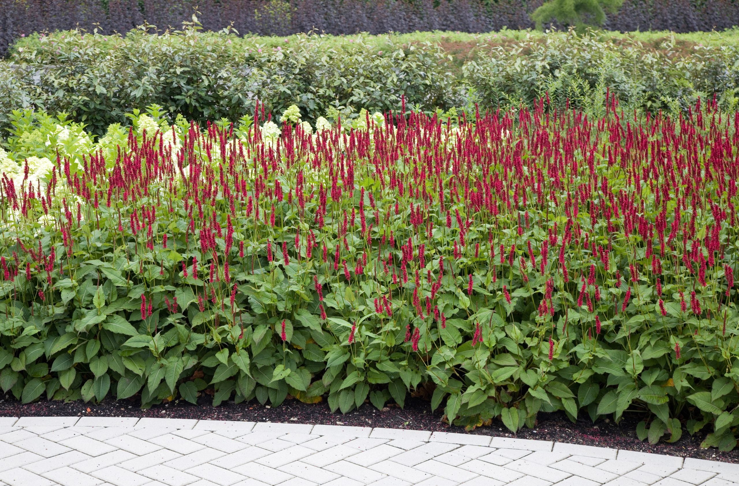Persicaria amplexicaulis &