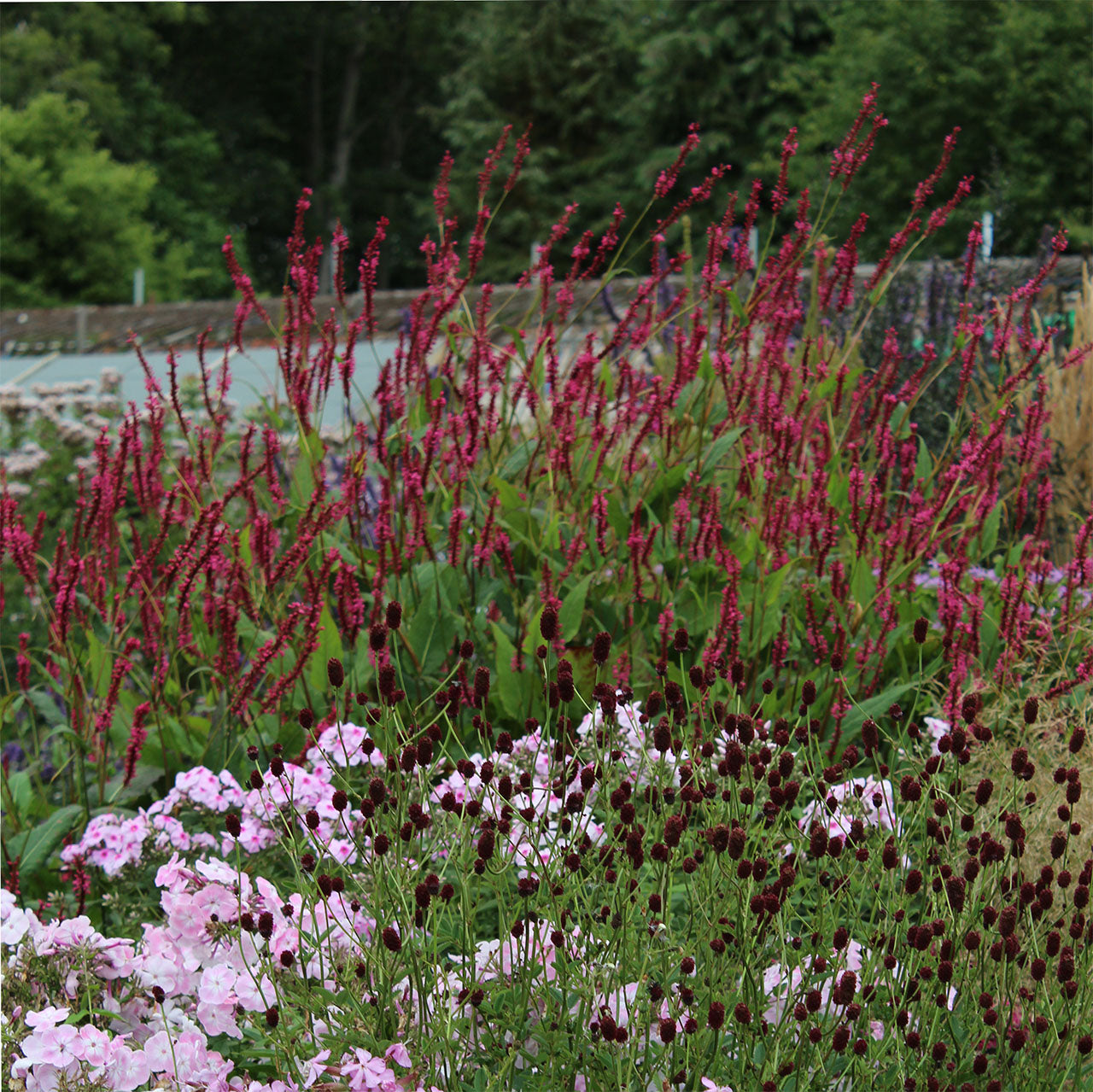Persicaria amplexicaulis &