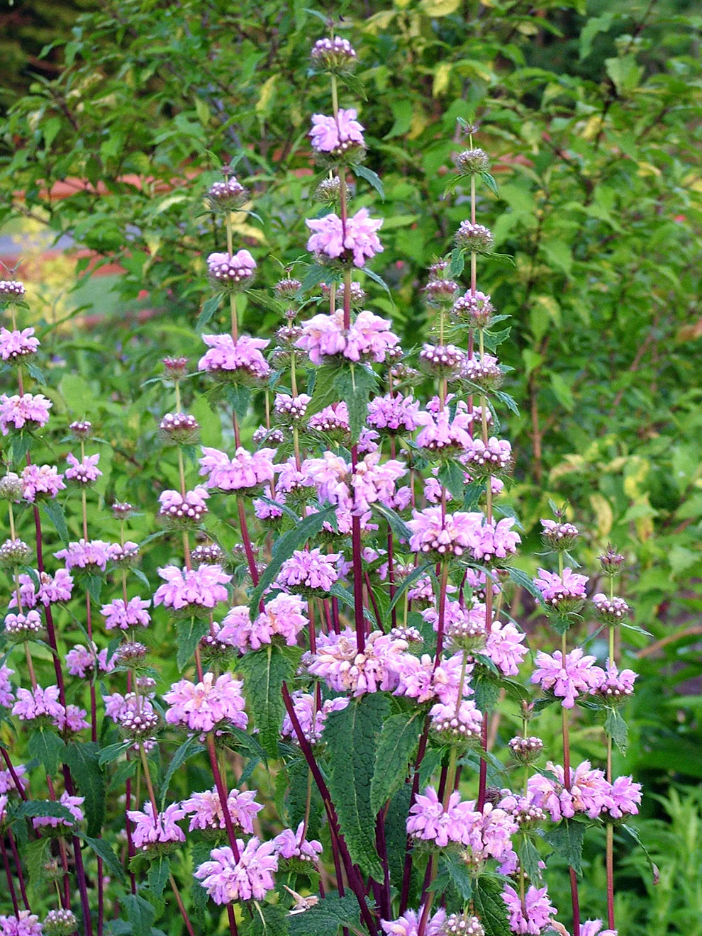 Phlomis tuberosa 0.10 - 0.20 m by Gradina Noastra