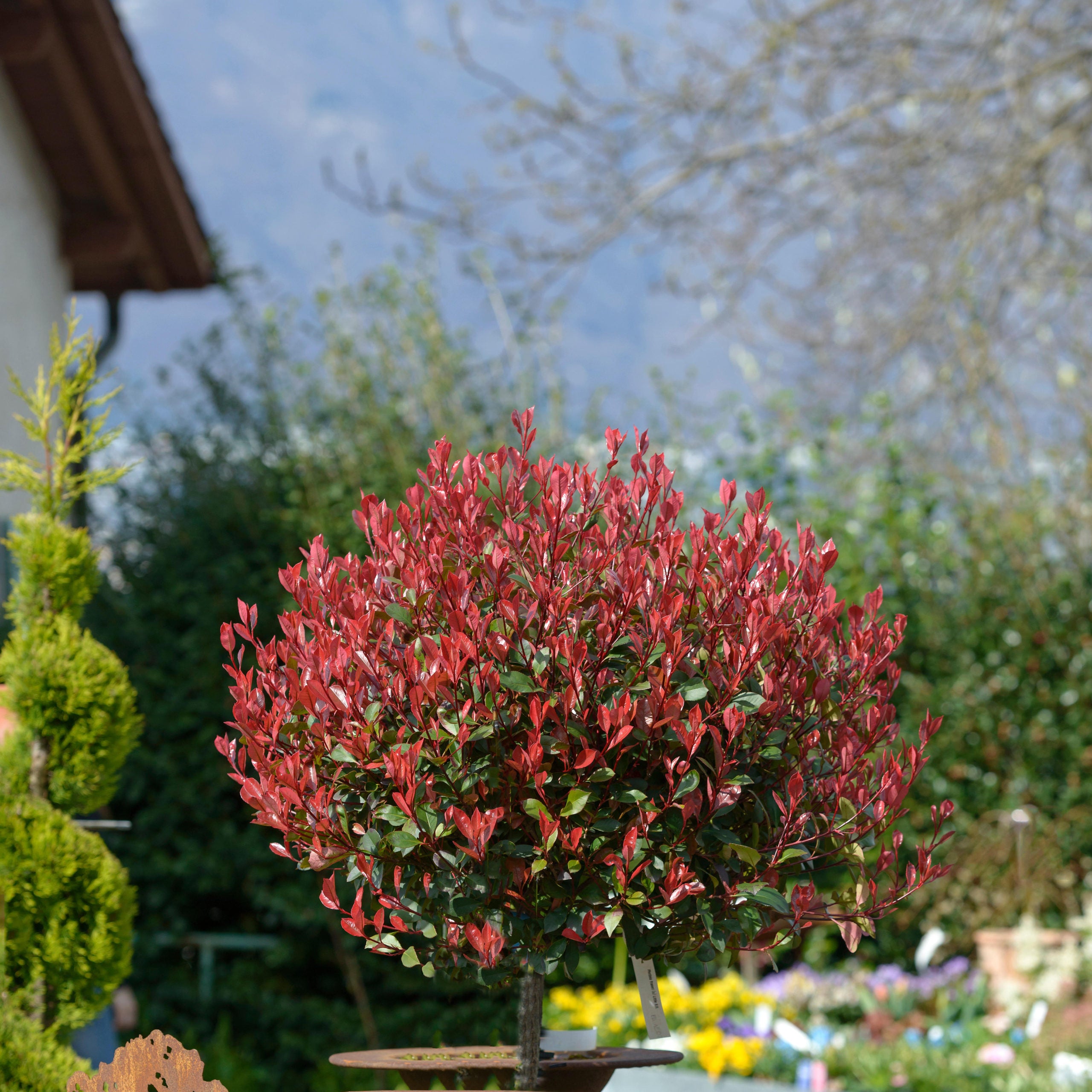 Photinia "Red Robin" pomisor / Photinia serrulata "Red Robin" / - Gradina Noastra