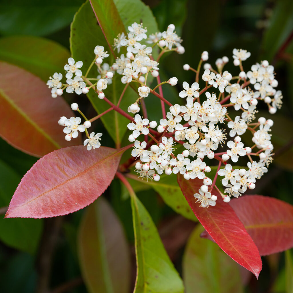 Photinia "Red Robin" pomisor / Photinia serrulata "Red Robin" / - Gradina Noastra