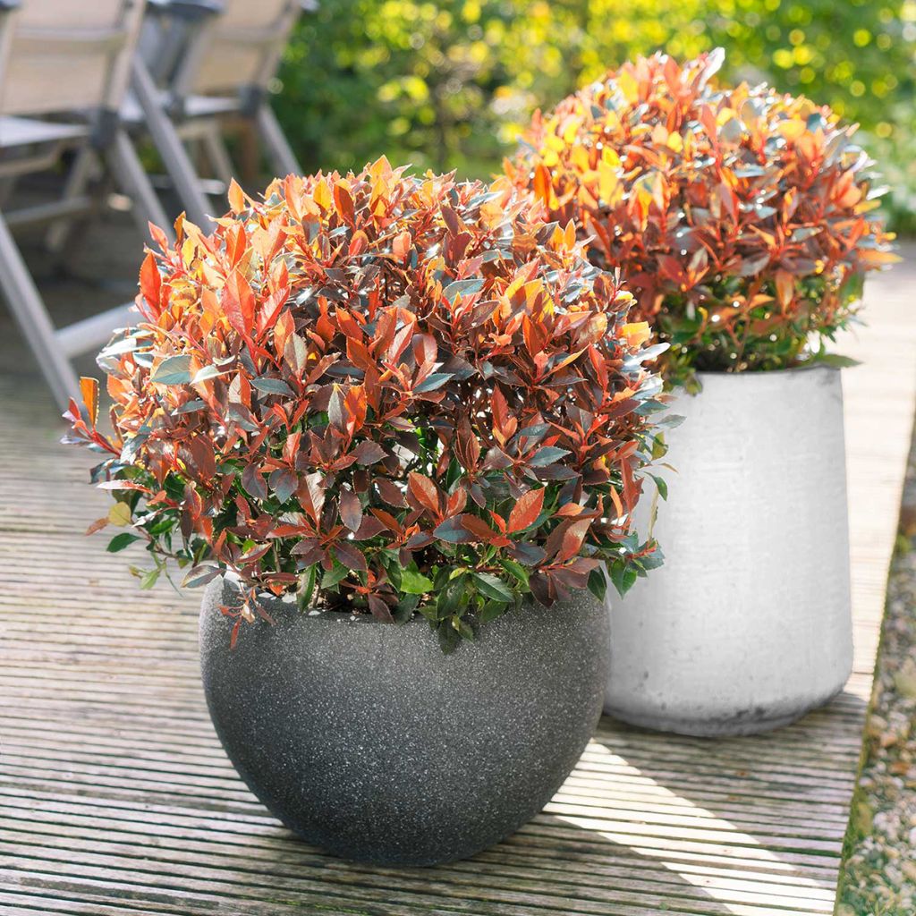 Photinia "Carre Rouge" minge 0.40 - 0.60 m / Photinia x fraseri "Carre Rouge"/ by gradina-noastra