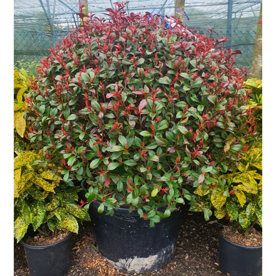 Photinia "Red Robin" minge 0.80 - 1.00 m / Photinia serulata "Red Robin"/ by gradina-noastra