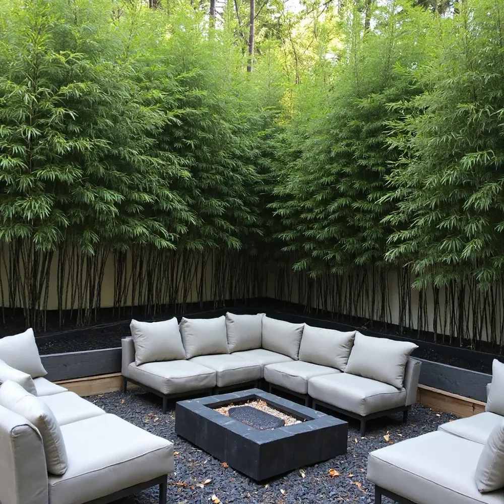 Bambus negru / Phyllostachys nigra /