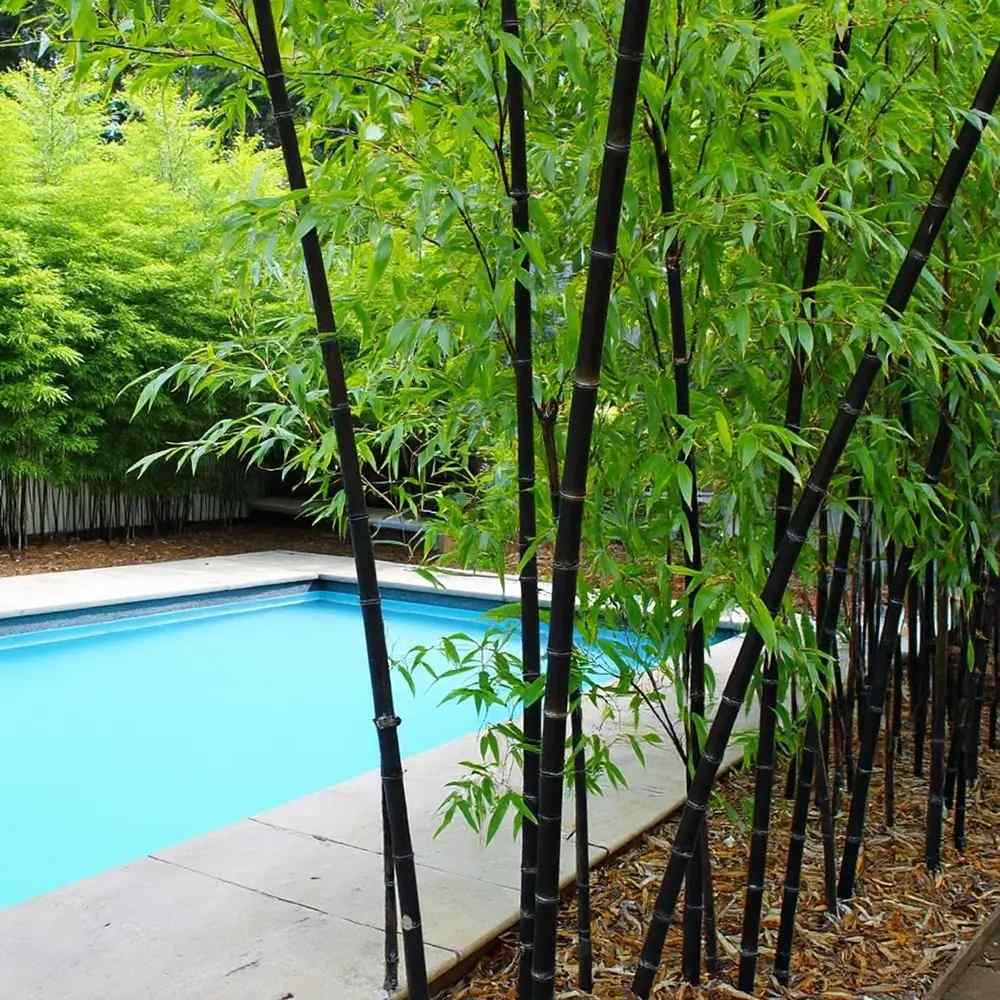 Bambus negru / Phyllostachys nigra /