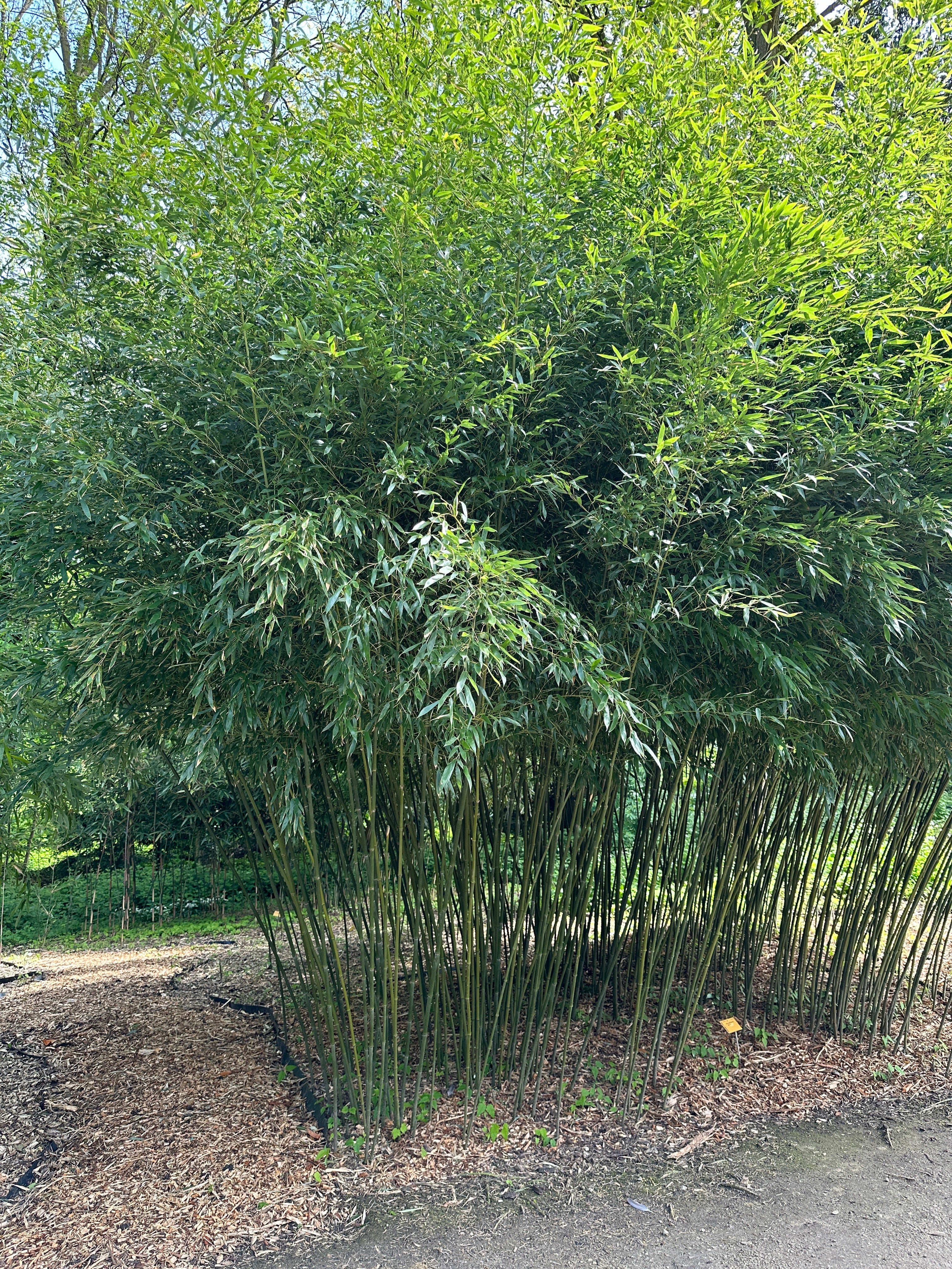 Bambus vesnic verde / Phillostachys bissetii /