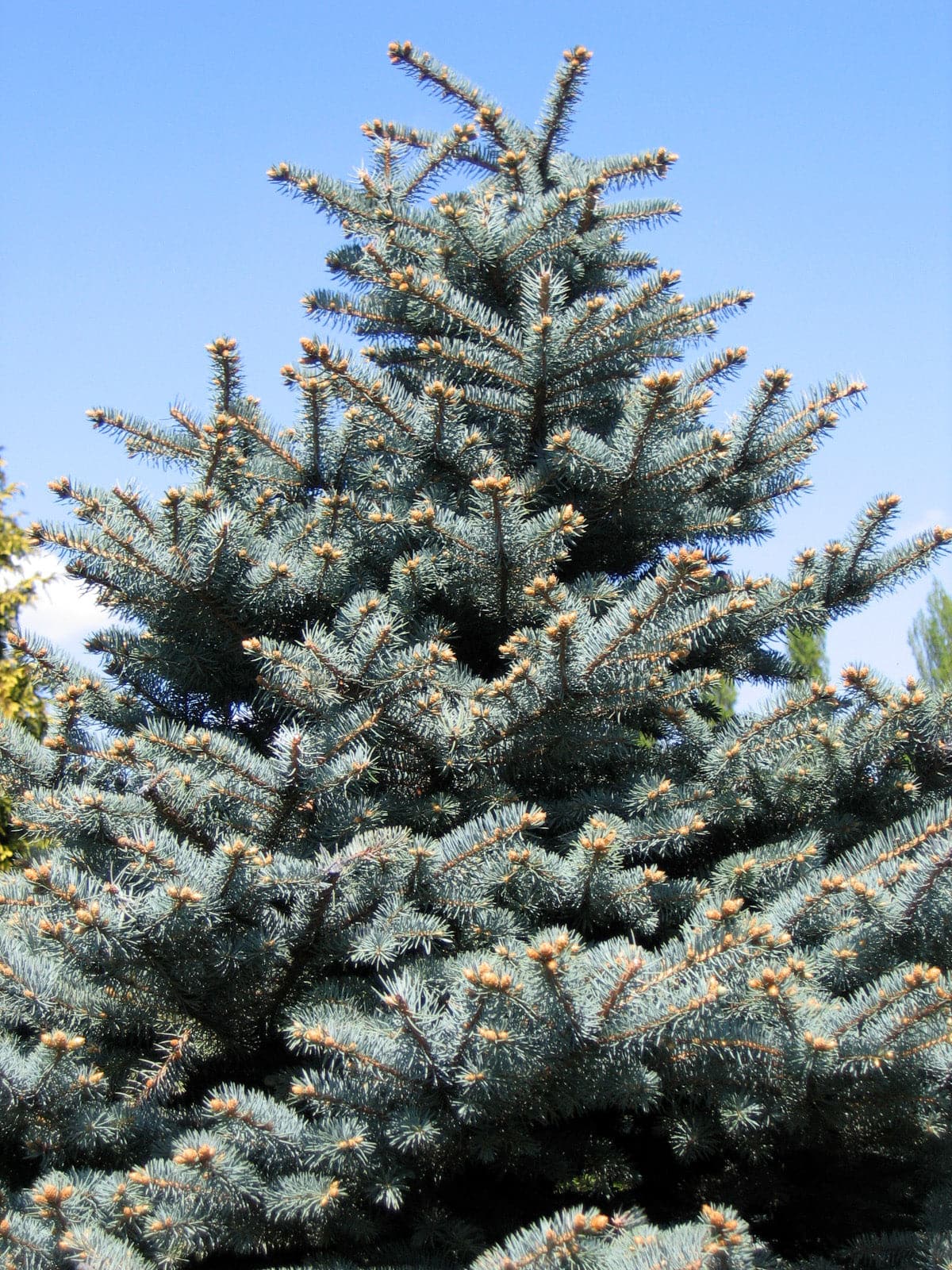 Molid argintiu "Super Blue" 0.50 - 0.60 m / Picea pungens picea "Super Blue"/ by gradina-noastra