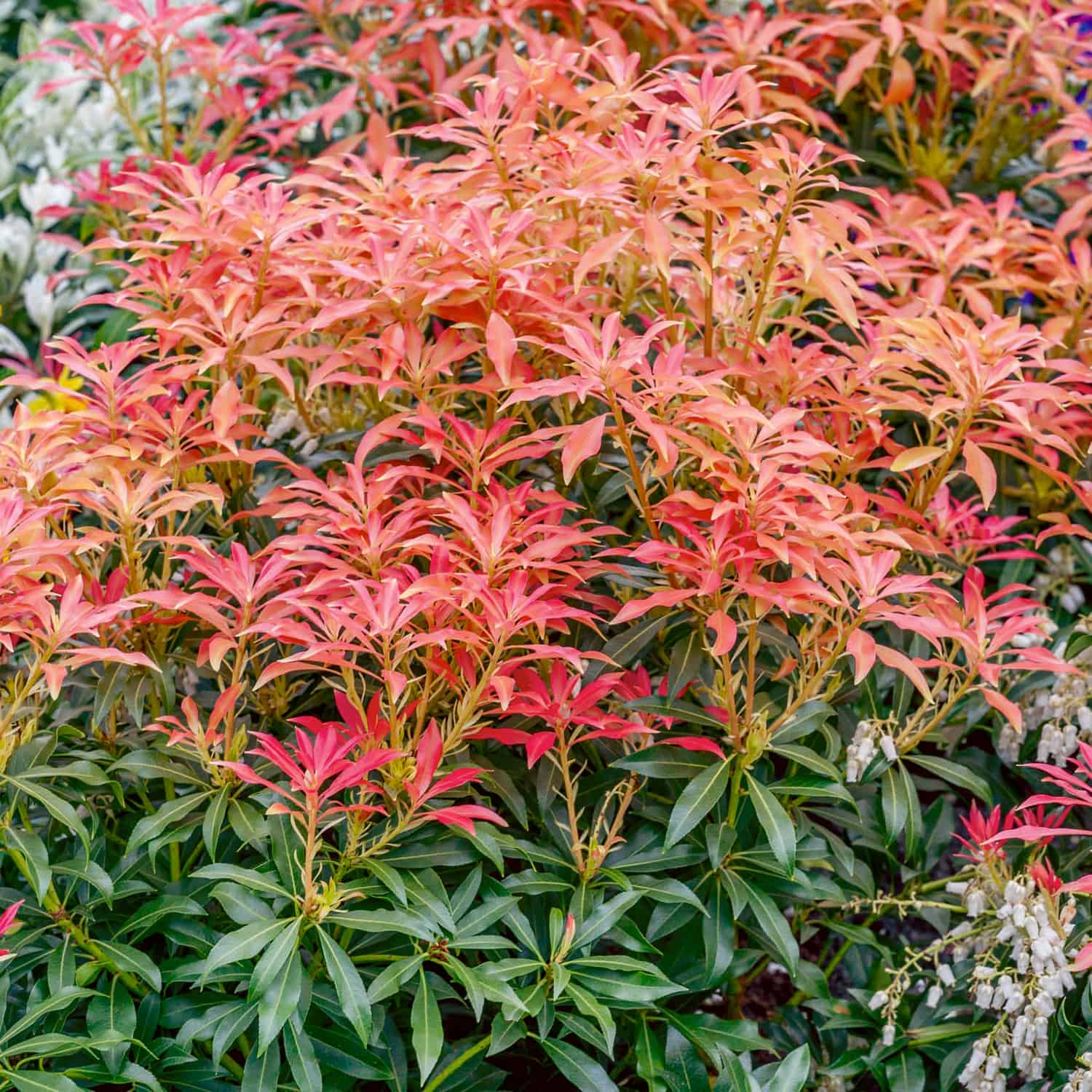 Andromeda japoneza mix / Pieris mix/ by gradina-noastra